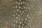 072 Mushroom